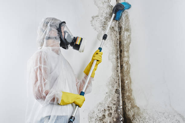 Professional Mold Removal in Wilson, OK