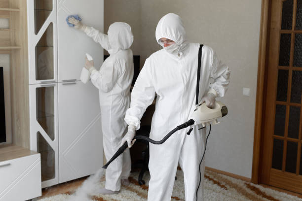 Best Mold Removal Company Near Me  in Wilson, OK