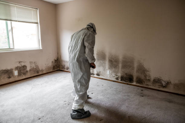 Best Certified Mold Removal  in Wilson, OK